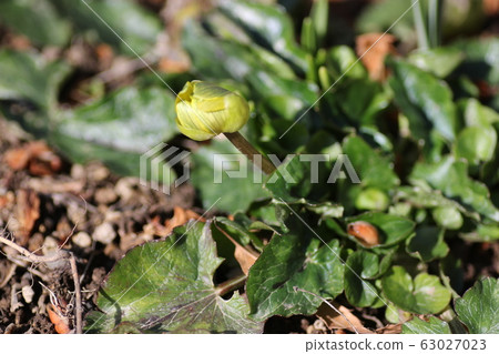 Marsh marigold Marsh marigold 63027023