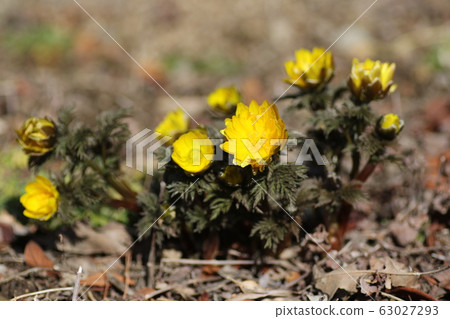 Adonis ramosa 63027293