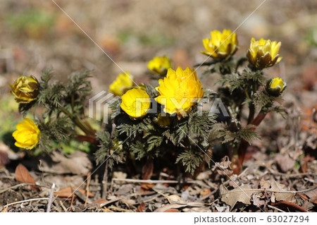 Adonis ramosa 63027294