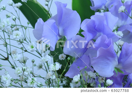香豌豆 63027788