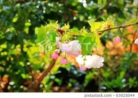 櫻花,雙重櫻花,櫻桃樹 櫻花,雙重櫻花,櫻桃樹 63028044