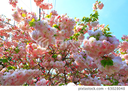 櫻花,雙重櫻花,櫻桃樹 櫻花,雙重櫻花,櫻桃樹 63028048