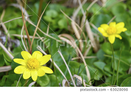 Hime Ryukinka Spring Flower Hime Ryukinka Spring Flower 63028098