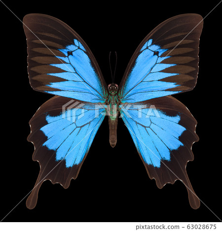 Blue emperor butterfly isolated on a black background 63028675