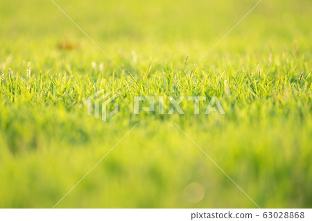 Closeup leaves of grass grows in the field with sunlight in sunny day Closeup leaves of grass grows in the field with sunlight in sunny day 63028868
