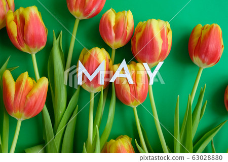 Fresh yellow-red tulips on a green background. 63028880