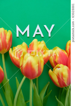 Fresh yellow-red tulips on a green background. Fresh yellow-red tulips on a green background. 63028881