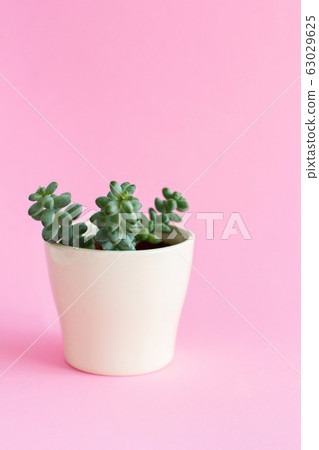 Cream vase with a succulent plant on a pink Cream vase with a succulent plant on a pink 63029625