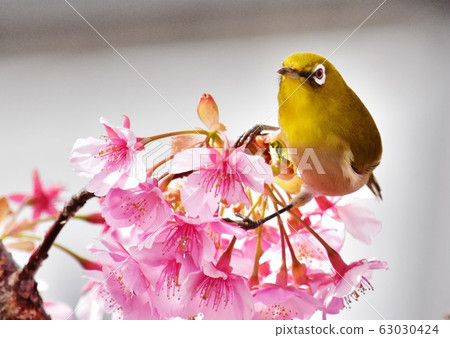 White-eye and cherry 63030424