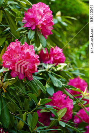 在花園裡盛開的杜鵑樹 63030545