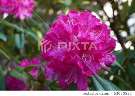 Gorgeous pink rhododendron close up 63030553