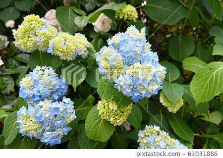 Townscape Early Summer Kawagoe Townscape Early Summer Kawagoe 63031886