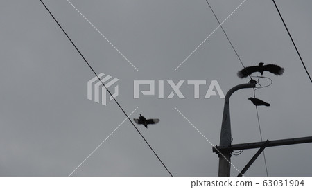 Can crows and magpies be friends? 63031904