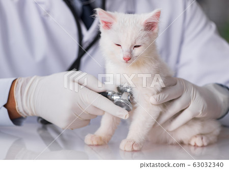 White kitten visiting vet for check up 63032340