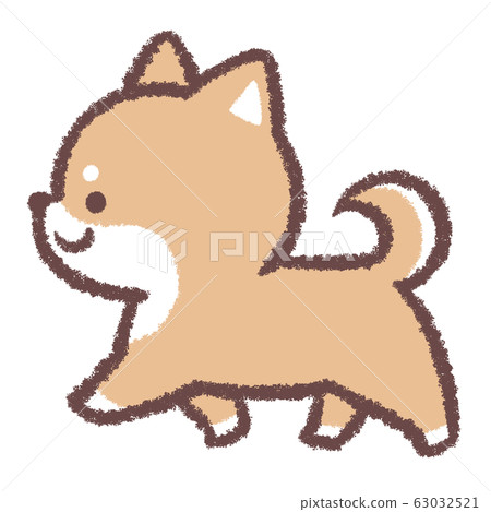 Shiba Inu walks 63032521