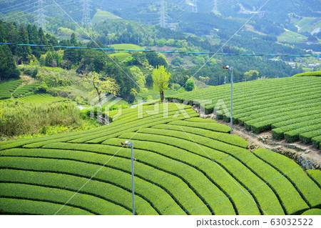 Ujicha / Wazuka tea plantation 11 63032522