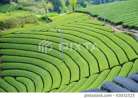 宇治茶/和鹿茶園12 63032523