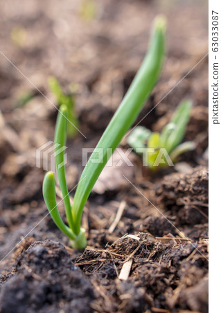 Sprout onion in the soil in the garden 63033087