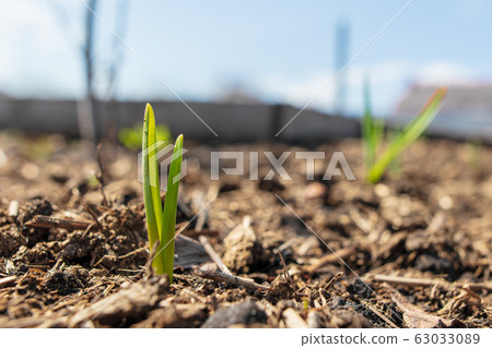 Sprout onion in the soil in the garden 63033089