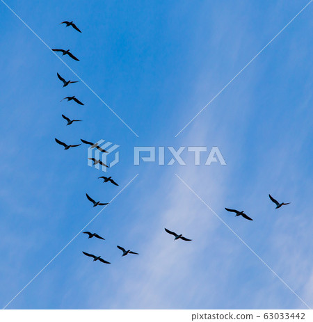 A flock of birds fly south on a blue sky A flock of birds fly south on a blue sky 63033442