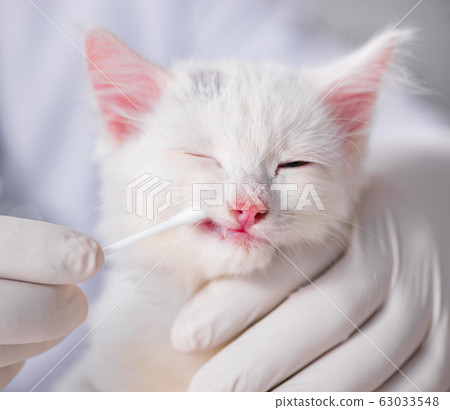 White kitten visiting vet for check up White kitten visiting vet for check up 63033548