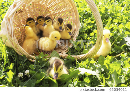 cute little ducklings in a wicker basket on a 63034011