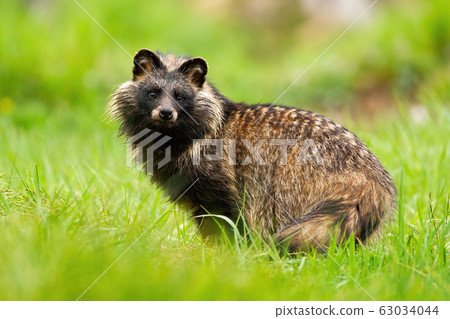 Surprised raccoon dog, nyctereutes procyonoides, staring in summer 63034044