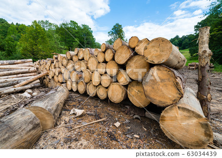 wood logs in piles on the edge of the forest wood logs in piles on the edge of the forest 63034439