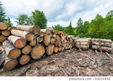 wood logs in piles on the edge of the forest wood logs in piles on the edge of the forest 63034440