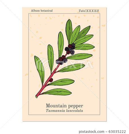 Mountain pepper Tasmannia lanceolata , or Tasmanian pepperberry, medicinal plant Mountain pepper Tasmannia lanceolata , or Tasmanian pepperberry, medicinal plant 63035222
