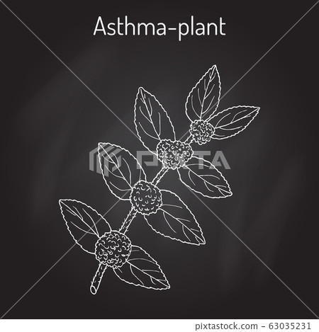 Asthma-plant Euphorbia hirta , or garden...-插圖素材 [63035231] - PIXTA圖庫