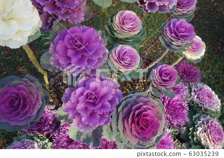 冬天五顏六色的樹葉牡丹 冬天五顏六色的樹葉牡丹 63035239