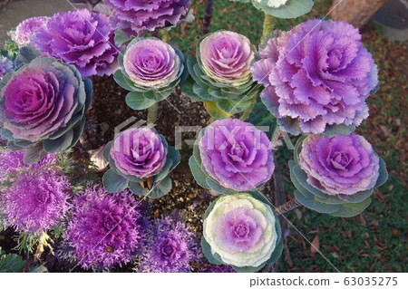 Winter colorful leaves peonies Winter colorful leaves peonies 63035275