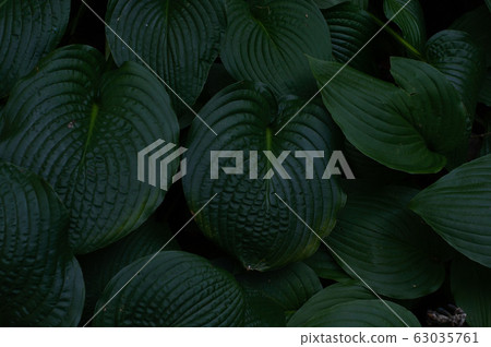 Macro shot beautiful large dark green leaves. Macro shot beautiful large dark green leaves. 63035761