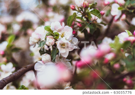 Blooming white pink flowers apple tree. Close-up. Blooming white pink flowers apple tree. Close-up. 63035776