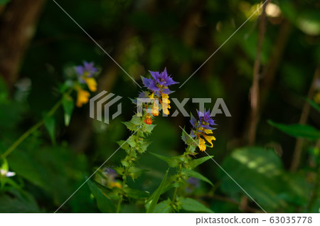 Flowers with blue-yellow petals among green grass. 63035778
