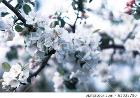 Large colorful white-pink flowers of a spring blossoming Large colorful white-pink flowers of a spring blossoming 63035780