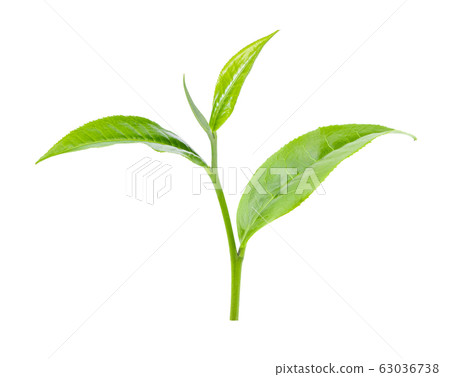 green tea leaf on white background green tea leaf on white background 63036738