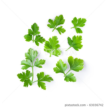 fresh parsley herb isolated on white background fresh parsley herb isolated on white background 63036742