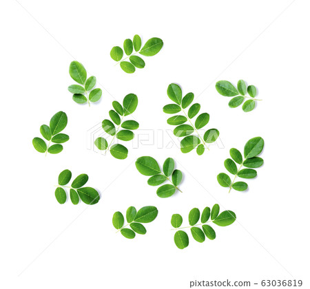 Moringa leaves on white background 63036819