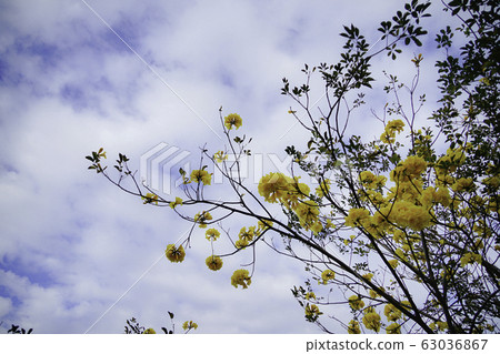 黃花風鈴木 63036867