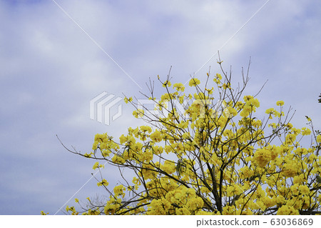 Yellow flower suzuki Yellow flower suzuki 63036869