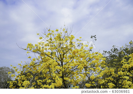 Yellow flower suzuki 63036981