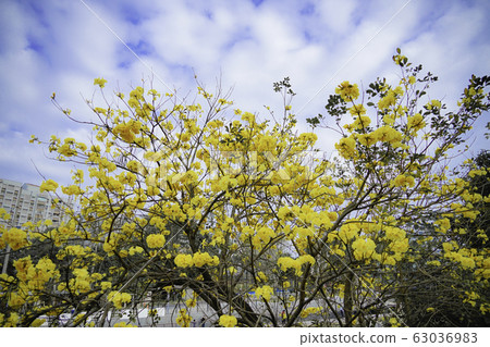 黃花風鈴木 63036983