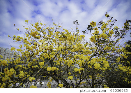 黃花風鈴木 63036985