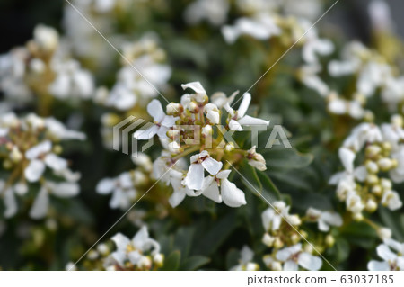 Evergreen candytuft Evergreen candytuft 63037185