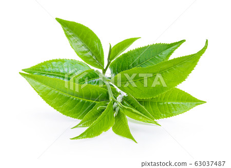 Green tea leaf isolated on white background Green tea leaf isolated on white background 63037487