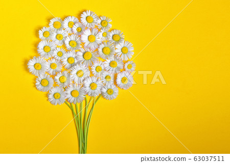 Daisy flower bouquet on yellow background 63037511