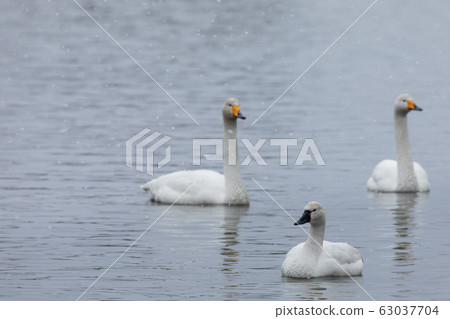 American Swan and Whooper Swan American Swan and Whooper Swan 63037704