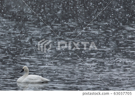 American Swan and Snow American Swan and Snow 63037705